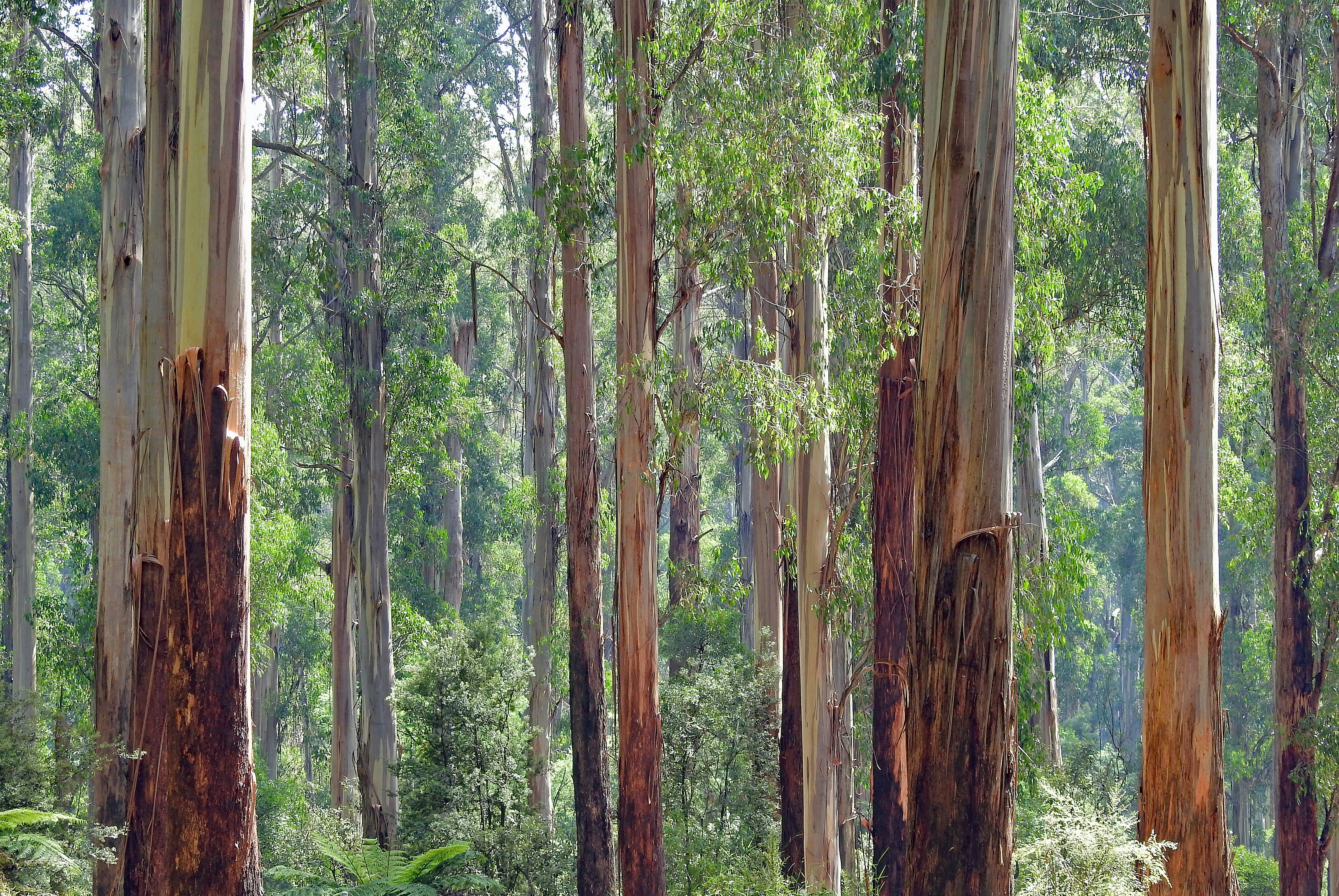 green leafed trees on forest